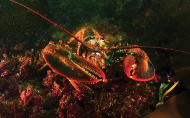 lobster-jennifer-idol.jpg.webp