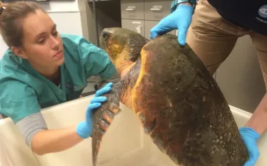 loggerhead_sea_turtle.jpg.webp