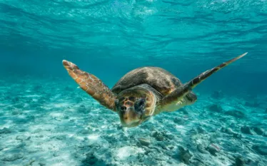 loggerheadturtle.jpg.webp
