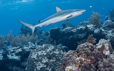 looekeyshark.lureen_ferretti.scubadivingmag.march.jpg.webp
