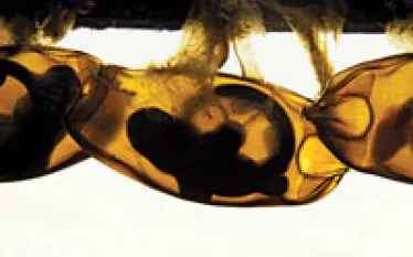 look-scd-july--thumb.jpg.webp