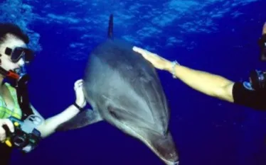madurodivingdolphin.jpg.webp