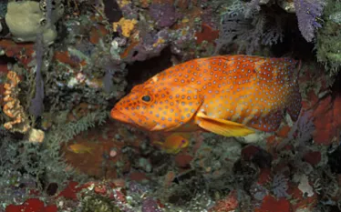 maldives.jpg.webp