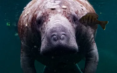 manatee_tiffanyduong.png.webp