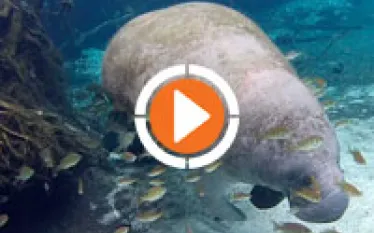 manateethumb.jpg.webp