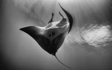 manta dance .jpg.webp