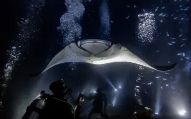 manta-night-dive-credit-shutterstock-sean-steininger.png.webp