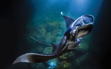 manta-night-hawaii-becky-schott.png.webp