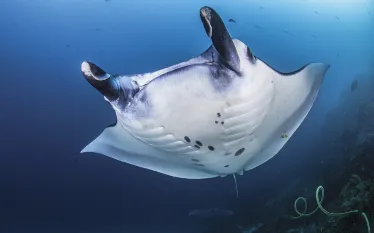 manta-ray-fabien_michenetbiosphoto.jpg.webp