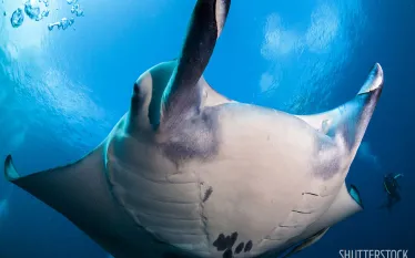 manta-ray-scuba-divers-underwater-shutterstock_.jpg.webp