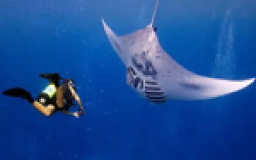manta_.jpg.webp
