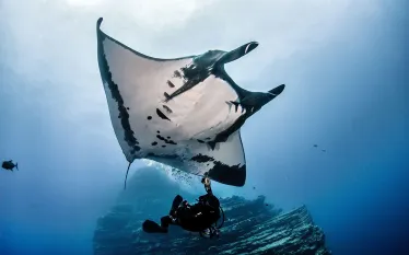 manta_.jpg.webp