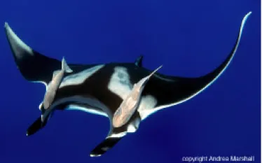 manta_thumb.jpg.webp