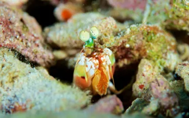 mantis_shrimp_aggressor_fleet_belize.jpg.webp
