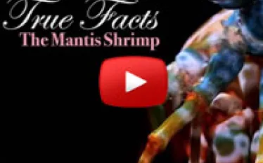 mantisshrimpthumb.jpg.webp