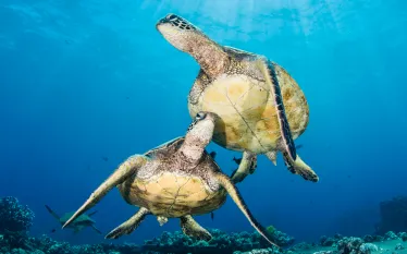maui-shore-dives-mala-pier_capozzola_.jpg.webp