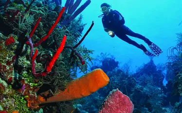 may-tripsSCD_Dive_.jpg.webp