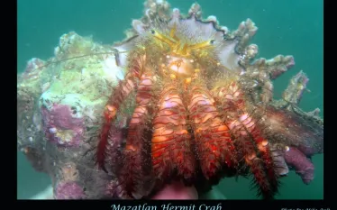 mazatlan_hermit_crab.jpg.webp