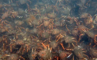 melbourne_australia_crab_migration_teaser_chiharu_shimowada.jpg.webp