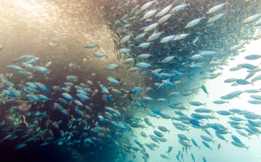 moalboal-cebu-philippines-sardine-run-shutterstock-mr.-james-kelley.jpg.webp