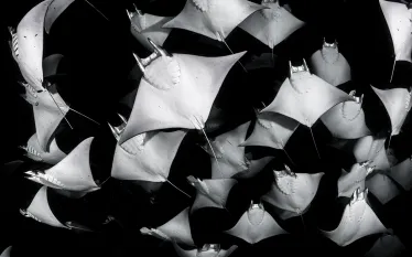 mobula-rays-sea-of-cortez-jason-sintek.jpg.webp