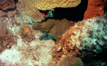 moray-eel-curacao.jpg.webp