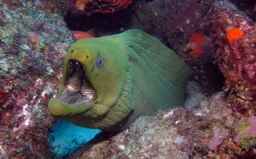 moray.jpg.webp