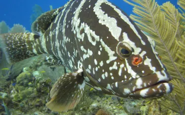 nassaugrouper.jpg.webp