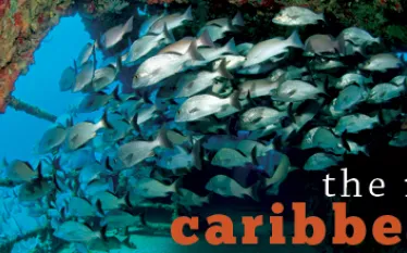new-caribbean-banner_.jpg.webp