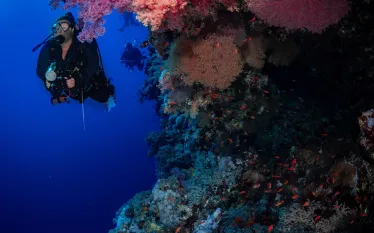north-red-sea-brothers-coral-michael-s-fusco-.jpg.webp