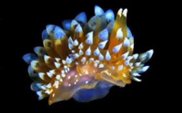 nudi--thumb_.jpg.webp
