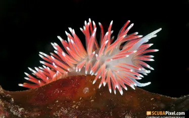 nudibranch-.jpg.webp