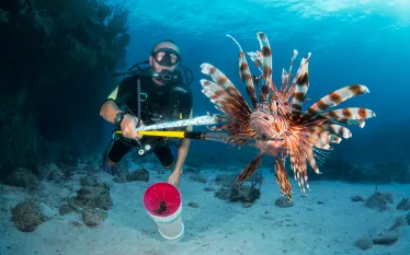 nuisance.lionfishcaught.courtesy_nino_halm.june.jpg.webp