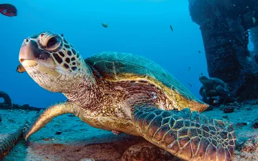 oahu-green-sea-turtle.jpg.webp