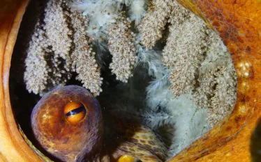 ocean-mom-octopus.jpg.webp