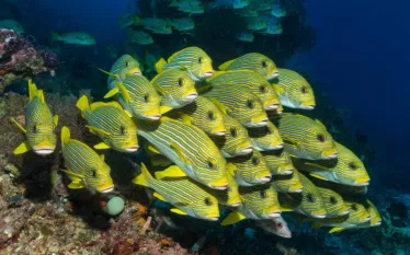 oceana_blog_coral_reef_fish_suffer_climate_change_shutterstock.jpg.webp