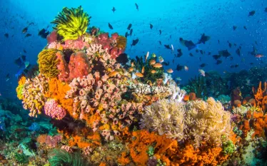 oceana_blog_fish_pee_shutterstock_.jpg.webp