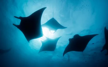 oceanic-manta-rays-credit-shutterstock-divedog.png.webp