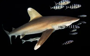 oceanic-white-tip-shark-threatened-species.jpg.webp