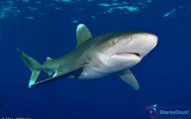 oceanicwhitetip_maryomalley.jpg.webp