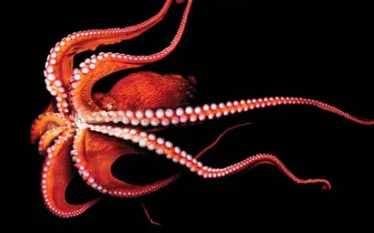 octo.jpg.webp