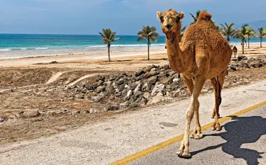 oman-.jpg.webp