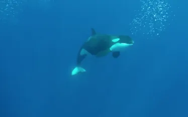 orca-mexico.jpg.webp