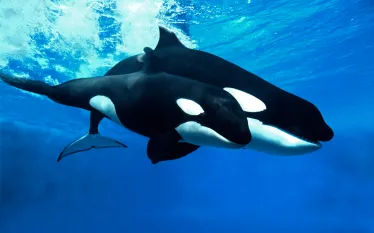 orca_moms_baby_adult_sons-teaser-image_.png.webp