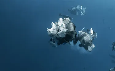 palau-hero-.jpg.webp