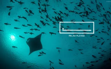palau-pledge-manta-ray-.jpg.webp