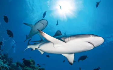 papua_new_guinea_reef_shark_scd_lob_teaser.jpg.webp