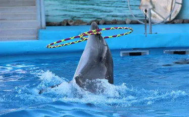 performing-dolphin-shutterstock-zhukovskaya-olga.jpg.webp