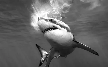 photo-contest-shark-black-white-teaser.jpg.webp