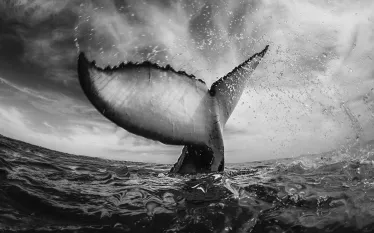 photographer_spotlight_whale_tail_teaser_rodney_bursiel.jpg.webp